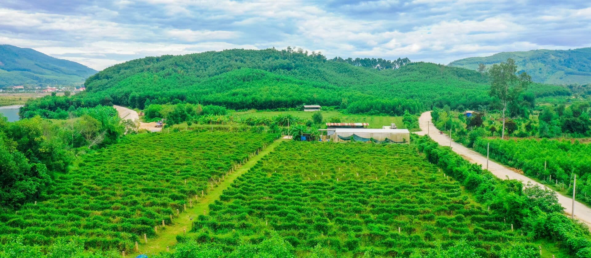 Vùng trồng dược liệu