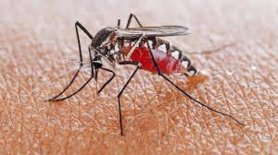 8 biện pháp giảm ngứa, ngăn ngừa nhiễm trùng do muỗi đốt