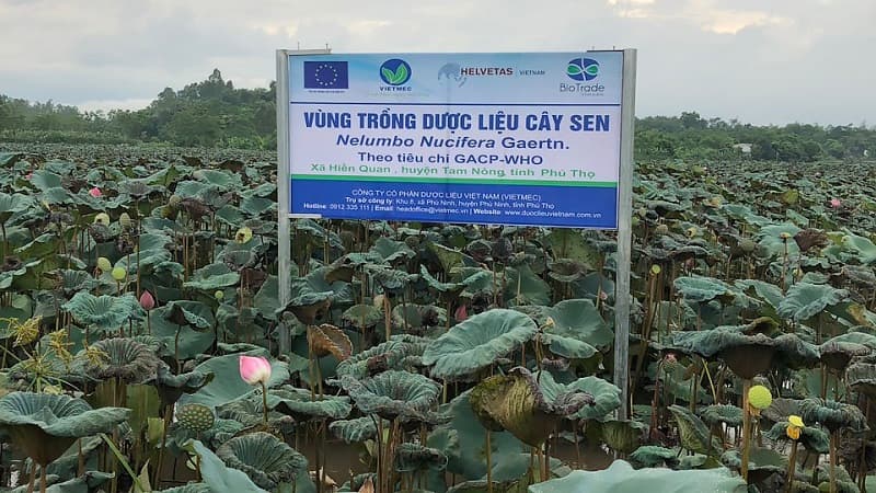 Vùng trồng dược liệu sen - Công ty cổ phần Dược Liệu Việt Nam